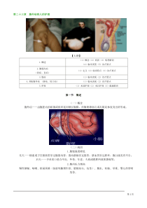 初级护师考试辅导-外科护理学第二十三章腹外疝病人的护理