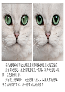 可爱的猫咪-ppt