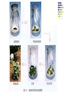 动物体细胞核移植与克隆动物