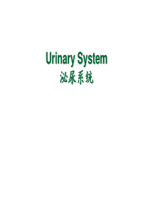 系统解剖-泌尿系统-英文版.Urinary-System