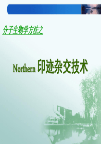 Northern印迹杂交技术