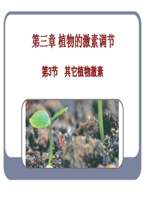 其他植物激素(公开课)