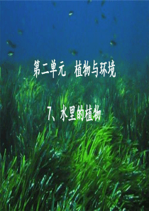 苏教版三年级科学下册《水里的植物》课件PPT