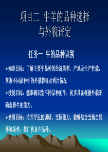 项目二任务一牛的品种识别