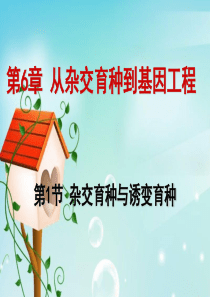 杂交育种与诱变育种(公开课获奖课件).ppt