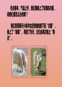 三年级科学下册 第2单元《动植物对环境的适应》8 动物的换毛与换羽课件 冀人版