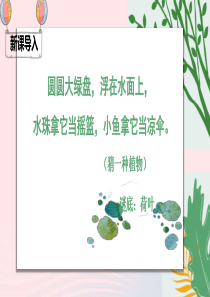 一年级语文下册 课文 4 13《荷叶圆圆》课堂教学课件 新人教版