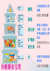 四年级科学下册 3 食物 5 面包发霉了课件1 教科版