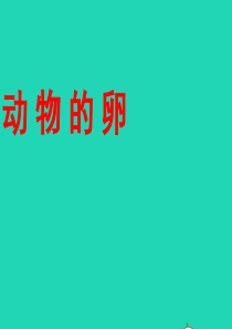 四年级科学下册 2 新的生命 6 动物的卵课件1 教科版