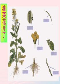 四年级科学下册 2 新的生命 2 各种各样的花课件5 教科版