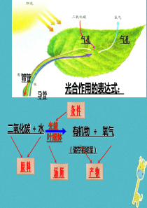 陕西省石泉县七年级生物上册 3.5.2绿色植物的呼吸作用课件1 （新版）新人教版