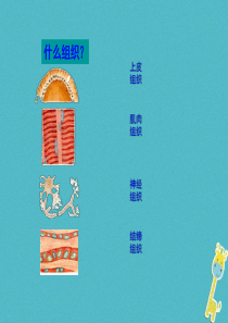 陕西省石泉县七年级生物上册 2.2.3植物体的结构层次课件1 （新版）新人教版