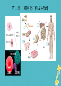 陕西省石泉县七年级生物上册 2.2.1细胞通过分裂产生新细胞课件 （新版）新人教版