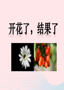 三年级科学下册 植物的生长变化 6 开花了 结果了课件 教科版