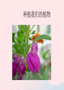 三年级科学下册 植物的生长变化 2《种植我们的植物》课件 教科版