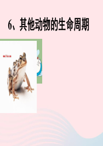 三年级科学下册 动物的生命周期 6《其他动物的生命周期》课件2 教科版