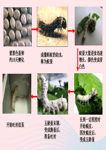 三年级科学下册 动物的生命周期 3 蚕变了新模样课件 教科版