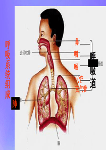 七年级生物下册 第四单元 生物圈中的人 第十章 人体内的物质运输和能量供给 第三节 人体和外界环境的