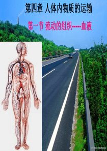 七年级生物下册 第四单元 第四章 第一节 流动的组织—血液课件3 （新版）新人教版