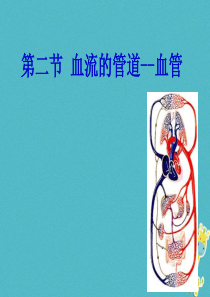 七年级生物下册 第四单元 第四章 第二节 血流的管道——血管课件1 （新版）新人教版