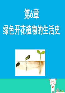 七年级生物上册 3.6.1《种子萌发形成幼苗》课件3 （新版）北师大版