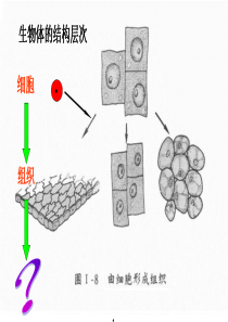 七年级生物上册 2.4.2《生物体的器官、系统》课件4 （新版）北师大版