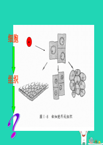 七年级生物上册 2.4.2《生物体的器官、系统》课件3 （新版）北师大版