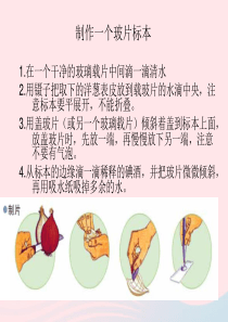 六年级科学下册 第一单元 微小世界 5 用显微镜观察身边的生命世界(一)课件3 教科版