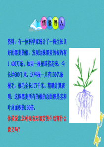 吉林省长春市七年级生物上册 第三单元 第二章 第二节 植株的生长课件1 （新版）新人教版