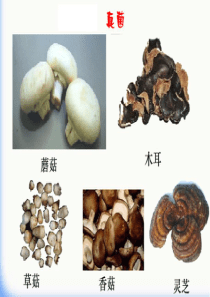 吉林省通化市八年级生物上册 5.4.1细菌和真菌的分布课件 （新版）新人教版