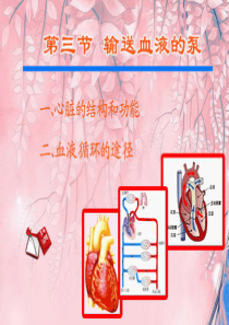 吉林省双辽市七年级生物下册 第四单元 第四章 第三节 输送血液的泵——心脏课件 （新版）新人教版