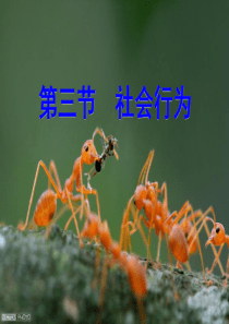 吉林省前郭尔罗斯蒙古族自治县八年级生物上册 5.2.3 社会行为课件 （新版）新人教版