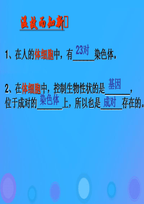 八年级生物上册 20.3《性状遗传有一定的规律性》课件2 （新版）北师大版