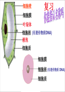 八年级生物上册 5.4.2《细菌》课件5 （新版）新人教版