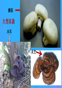 八年级生物上册 5.4.1《细菌和真菌的分布》课件3 （新版）新人教版