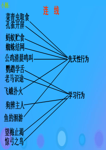 八年级生物上册 5.2.3《社会行为》课件4 （新版）新人教版