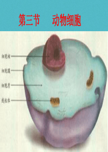 安徽省合肥市长丰县七年级生物上册 2.1.3 动物细胞课件2 （新版）新人教版