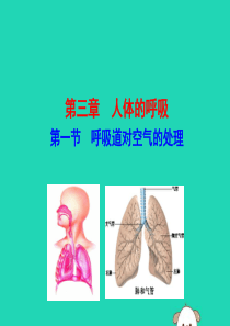 2019版七年级生物下册 第四单元 生物圈中的人 第三章 人体的呼吸 第一节 呼吸道对空气的处理教学