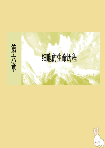 2019-2020学年新教材高中生物 第6章 细胞的生命历程章末整合提升课件 新人教版必修1