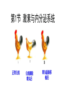 激素与内分泌系统