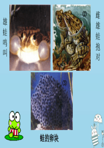 2018年八年级生物上册 4.2.2《两栖动物的生殖和发育》课件2 （新版）济南版