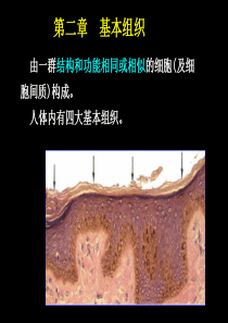 (人体结构学)第二章 基本组织 上皮组织