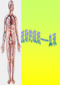 4-41《流动的组织--血液》