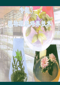 31菊花组织培养