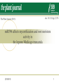 miR396在豆科植物苜蓿根中对其菌根化和分生组织活性的