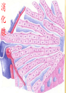 人体组织解剖学消化腺李梅