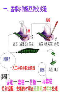 高中生物必修二期末复习