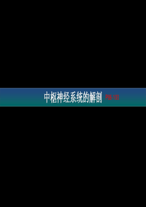 中枢神经系统的解剖