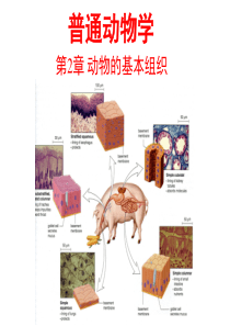 普通动物学2—动物的基本组织(上课版)