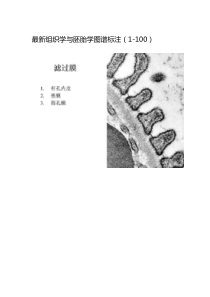 最新组织学与胚胎学图谱标注